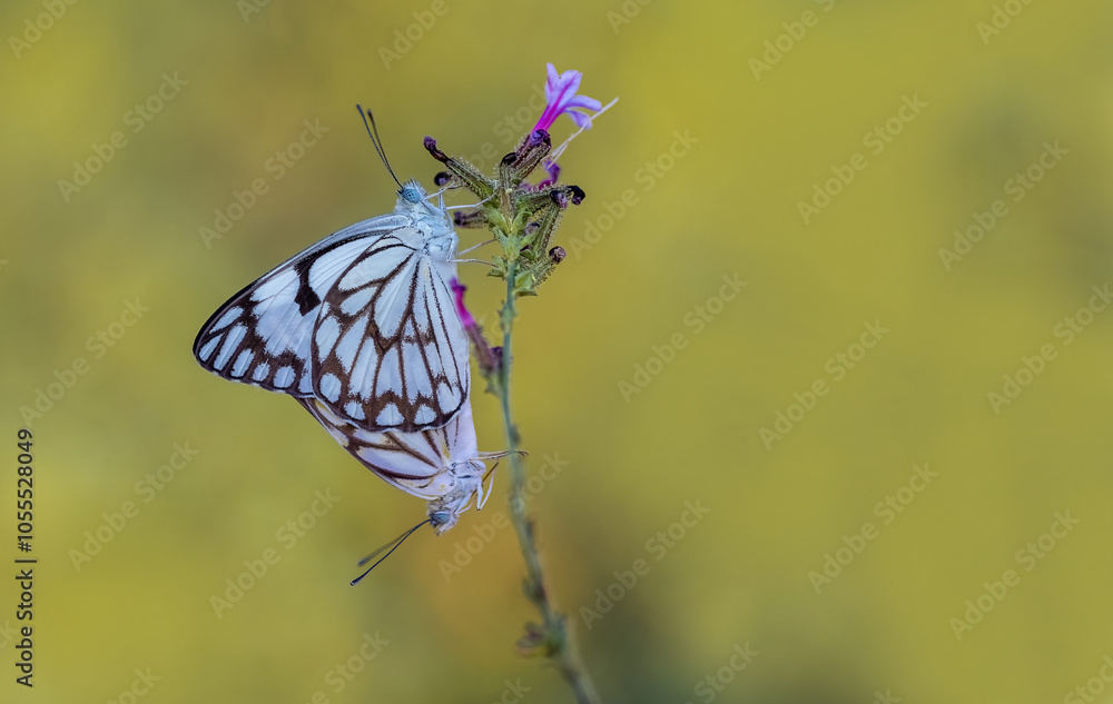 White Pioneer butterfly (Belenois aurota)
