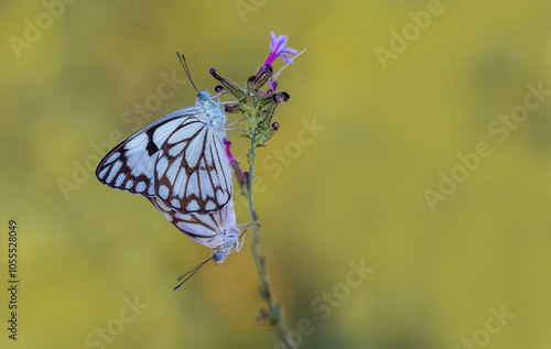 Obraz na płótnie White Pioneer butterfly (Belenois aurota) w salonie