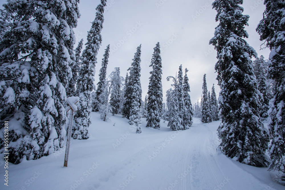 Fototapeta premium Winter landscape in Pallas Yllastunturi National Park, Lapland, Finland