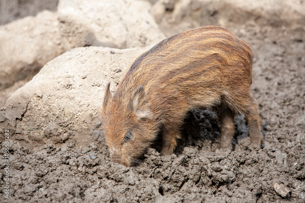 A young wild boar digs into the earth, displaying its stripes and playful behavior, charming everyone A young wild boar digs into the earth, displaying its stripes and playful behavior, charming everyone