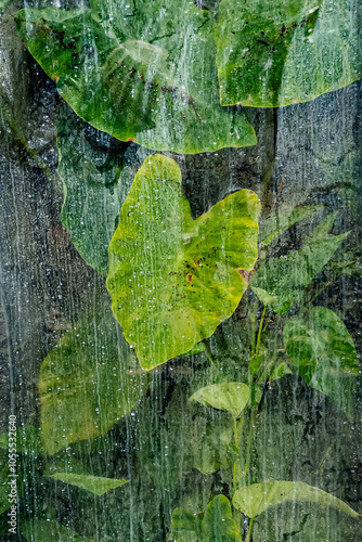 Pflanzen und grüne Blätter hinter Glas in einem Gewächshaus, Deutschland