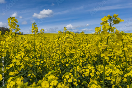 Raps (Brassica napus), Rapsfeld in Niedersachsen, Deutschland photo