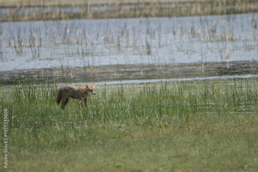 Sri Lankan Golden Jackol in Wilpattu National Park, Sri Lanka Sri Lankan Golden Jackol in Wilpattu National Park, Sri Lanka