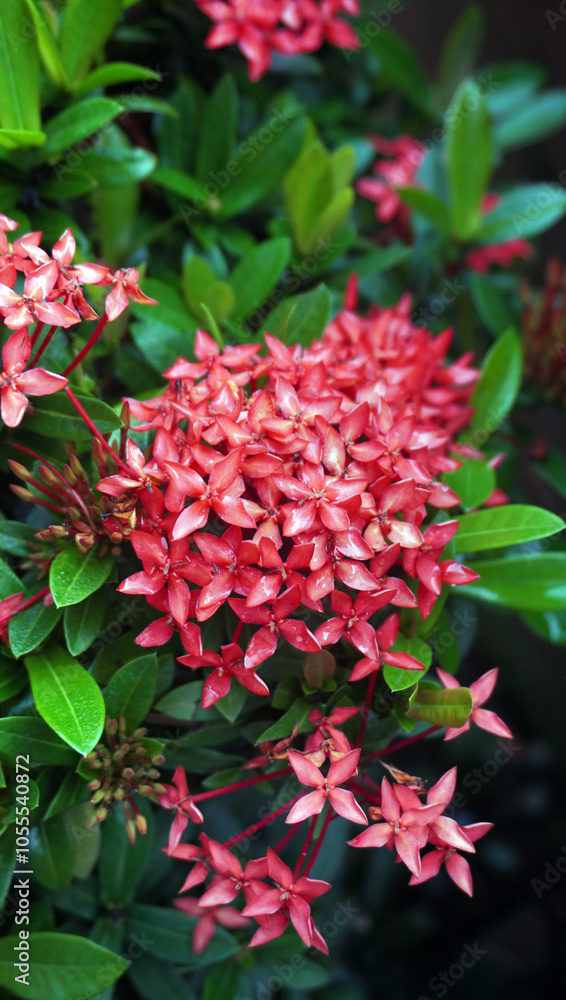 Ixora javanica (ASOKA FLOWER) or Ixora flower Ixora javanica (ASOKA FLOWER) or Ixora flower