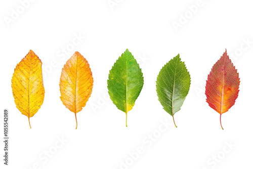 Three leaves of different colors, one yellow, one green, and one brown. on transparent background.