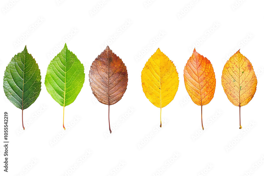 Three leaves of different colors, one yellow, one green, and one brown. on transparent background. Three leaves of different colors, one yellow, one green, and one brown. on transparent background.
