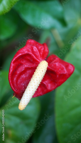 Anthurium andraeanum or Anthurium photo