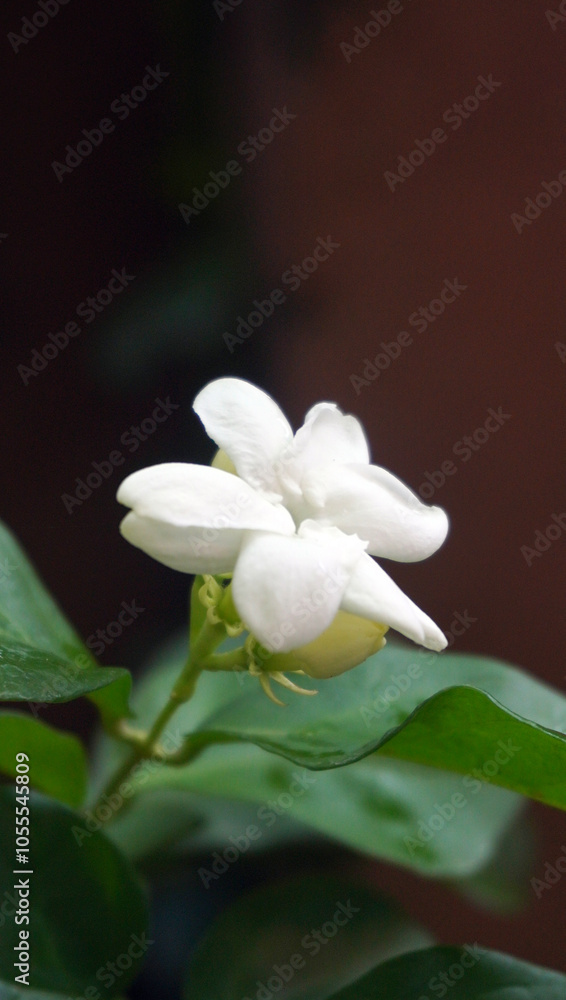 white jasmine flowers white jasmine flowers