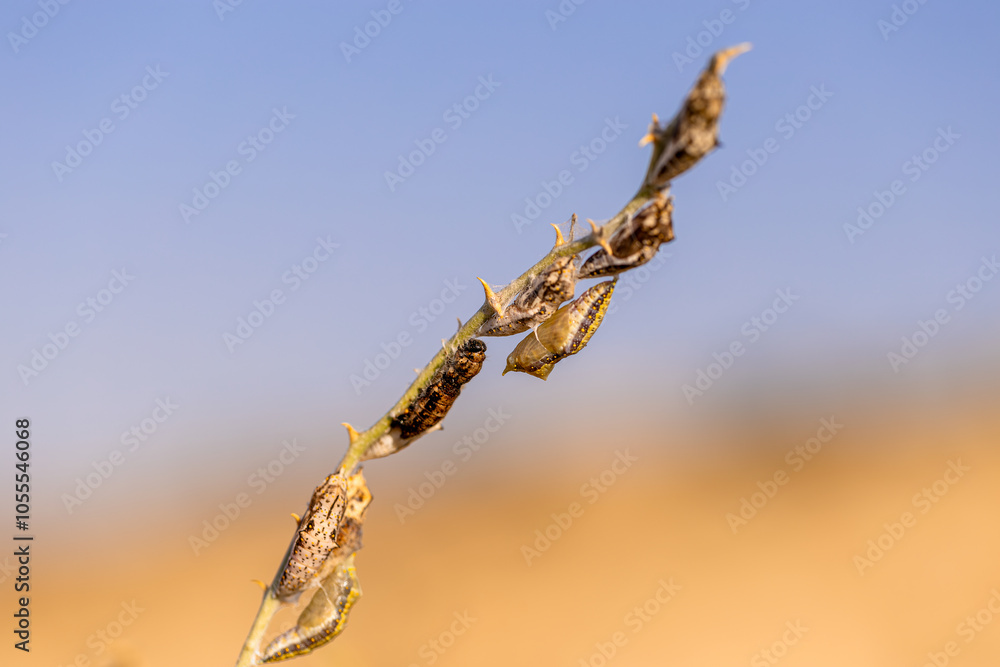 White Pioneer butterfly caterpillar and pupa (Belenois aurota)