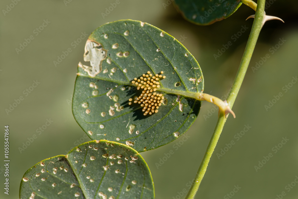 Eggs of the White Pioneer butterfly (Belenois aurota) on a caper plant