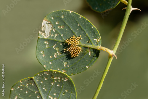 Obraz na płótnie Eggs of the White Pioneer butterfly (Belenois aurota) on a caper plant w salonie