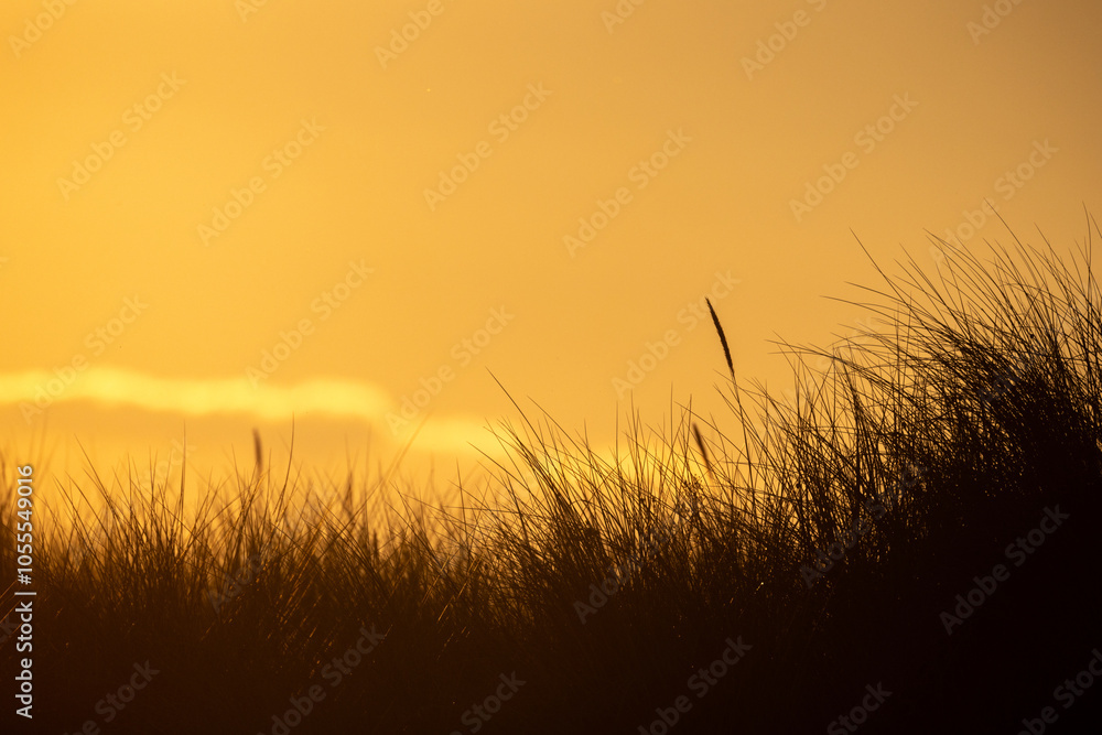 A calm and serene view showcasing tall grass beautifully silhouetted against a stunning golden sunset sky