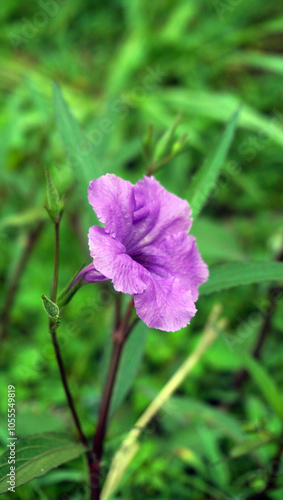 Kencana Ungu Flower or Ruellia tuberosa or trumpet flower photo