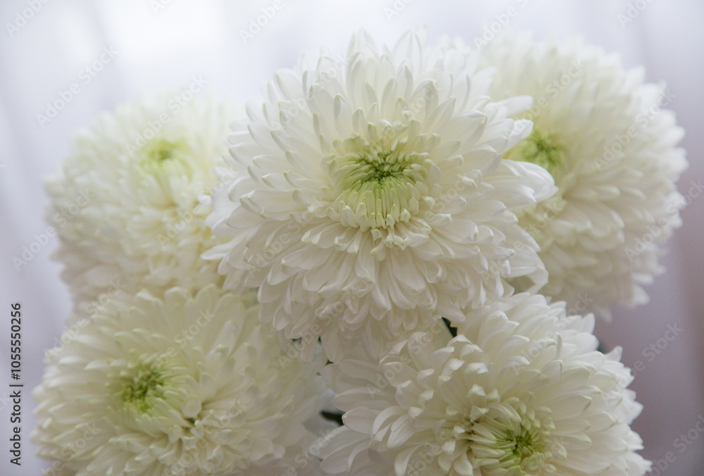 Lush white chrysanthemums on a light background. Lush white chrysanthemums on a light background.