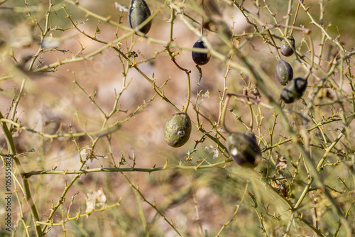 Obraz na płótnie Caper is a thorny plant species from the Capparaceae family. All the leaves of the caper plant have been eaten by the caterpillars of the white pioneer butterfly (Belenois aurota), leaving only the fr w salonie