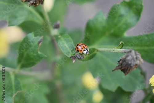 ladybug on a leaf photo