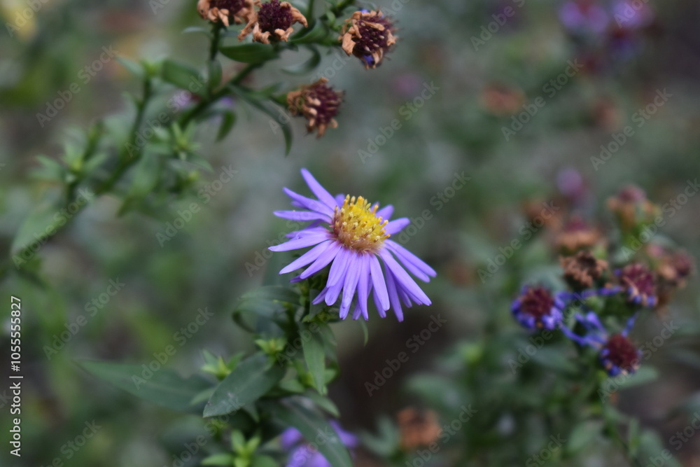 a flower in the garden a flower in the garden