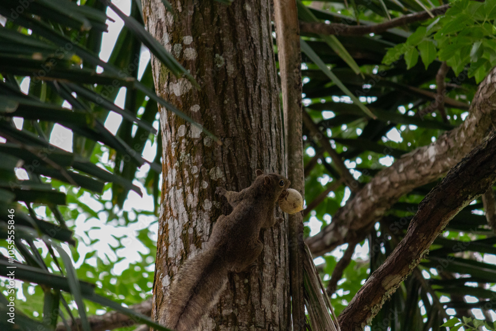Photograph of a beautiful squirrel in its natural habitat. Photograph of a beautiful squirrel in its natural habitat.