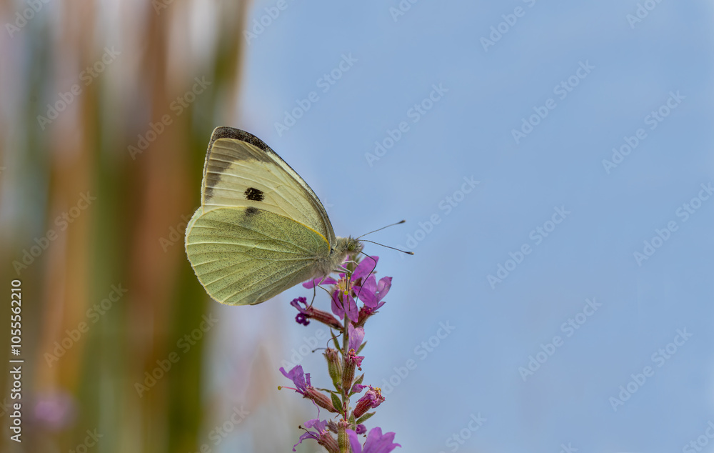 Large white butterfly (Pieris brassicae) on lythrum salicaria flower