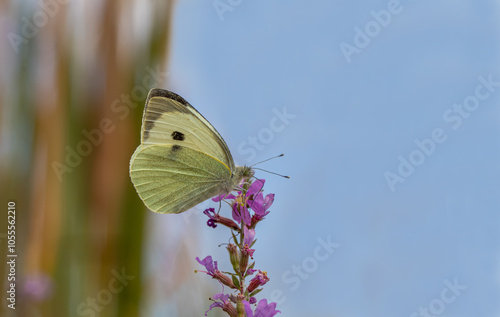 Obraz na płótnie Large white butterfly (Pieris brassicae) on lythrum salicaria flower w salonie