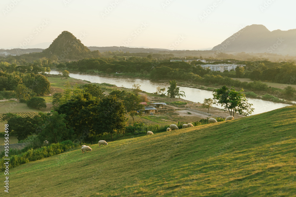 Fototapeta premium &nbsp;Sheep farm of Chiang Rai