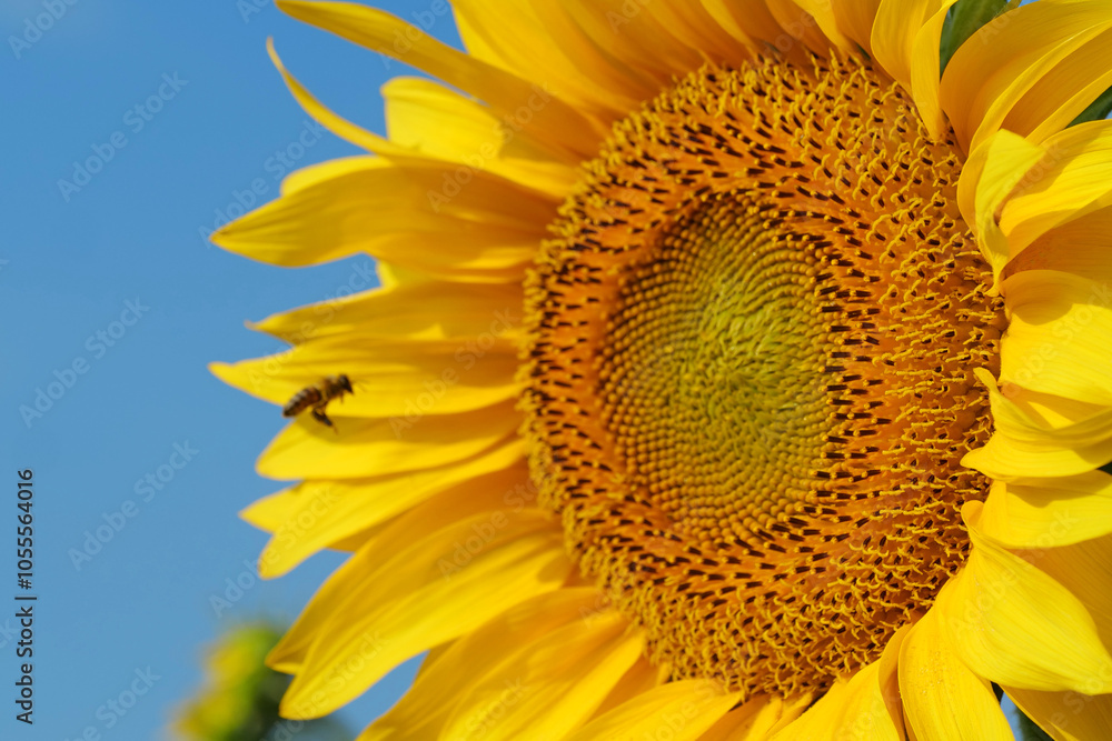 Naklejka premium A bee flies up to a beautiful sunflower