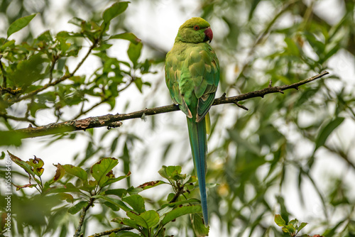 Obraz na płótnie Parakeet a green parrot in a tree w salonie