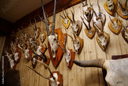 Stuffed animals, bones and skeletons of various animals in anatomy museum photo