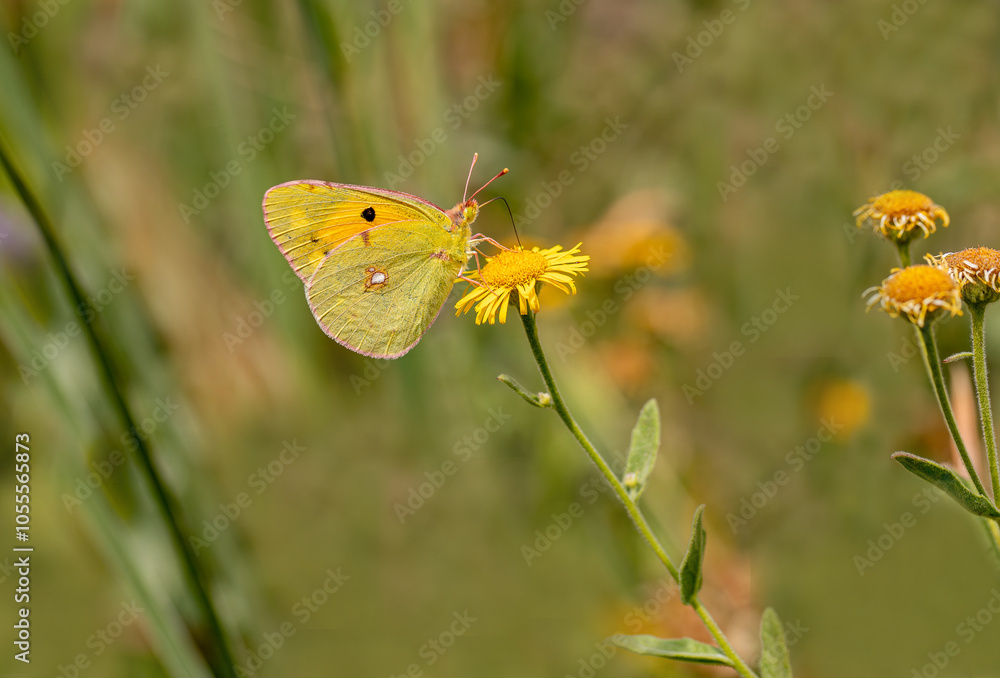 Yellow Pride (Colias crocea) butterfly on Pulicaria dysenterica