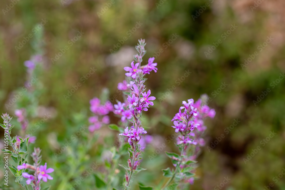 Lilac colored lythrum salicaria flower in the rural area of Siirt province, Southeastern Anatolia region