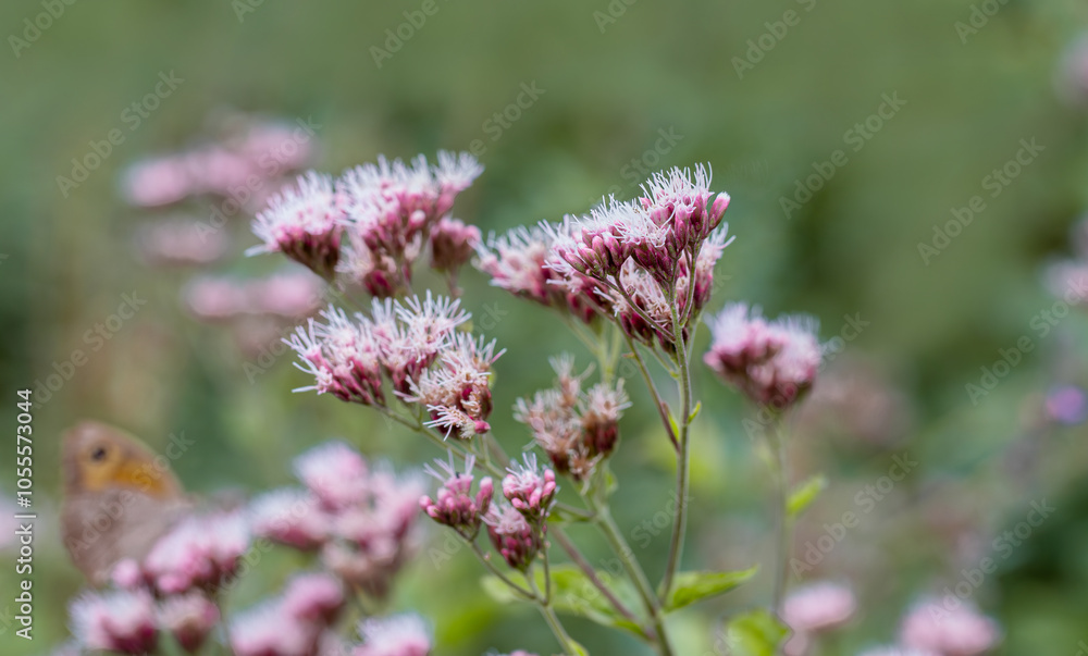 Eupatorium cannabinum L. plant in the rural area of Siirt province, Southeastern Anatolia region