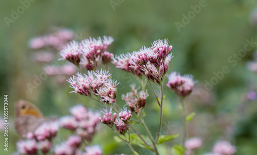 Obraz na płótnie Eupatorium cannabinum L. plant in the rural area of Siirt province, Southeastern Anatolia region w salonie