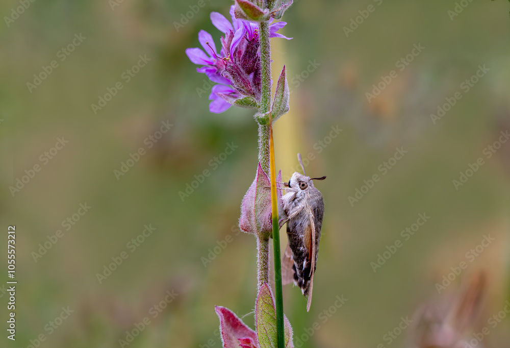 Pigeon-tailed Hawk Moth on a lilac flower