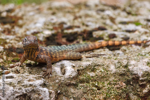 Lizard Leiocephalus carinatus in downtown La Habana (Havana), Cuba