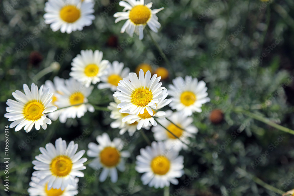 Macro image of Dyer's Chamomile flowers, Norfolk England
Macro image of Dyer's Chamomile flowers, Norfolk England