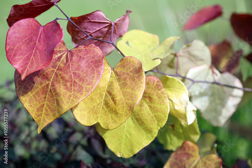 Bild auf Leinwand Macro image of Eastern Redbud leaves, Norfolk England