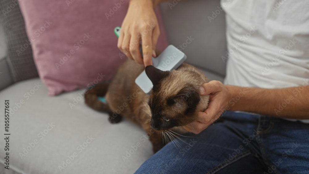 A man at home brushes a siamese cat sitting on a gray sofa with a pink pillow nearby. A man at home brushes a siamese cat sitting on a gray sofa with a pink pillow nearby.