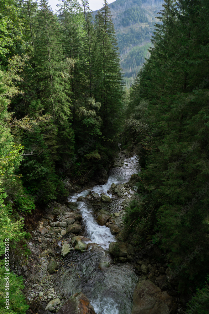 Narrow trail leading to green trees with river water stream in forest on sunny day. Dark empty mysterious alley through the green deciduous trees. Idyllic landscape. Woodland Narrow trail leading to green trees with river water stream in forest on sunny day. Dark empty mysterious alley through the green deciduous trees. Idyllic landscape. Woodland