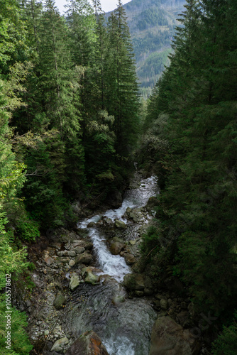 Narrow trail leading to green trees with river water stream in forest on sunny day. Dark empty mysterious alley through the green deciduous trees. Idyllic landscape. Woodland