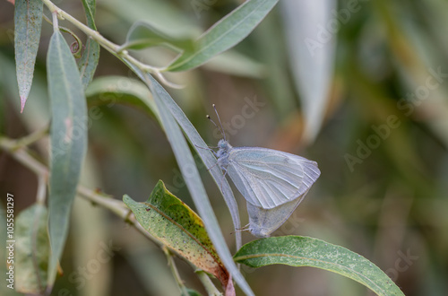 Persian White Angel Butterfly (Pieris persis) photo