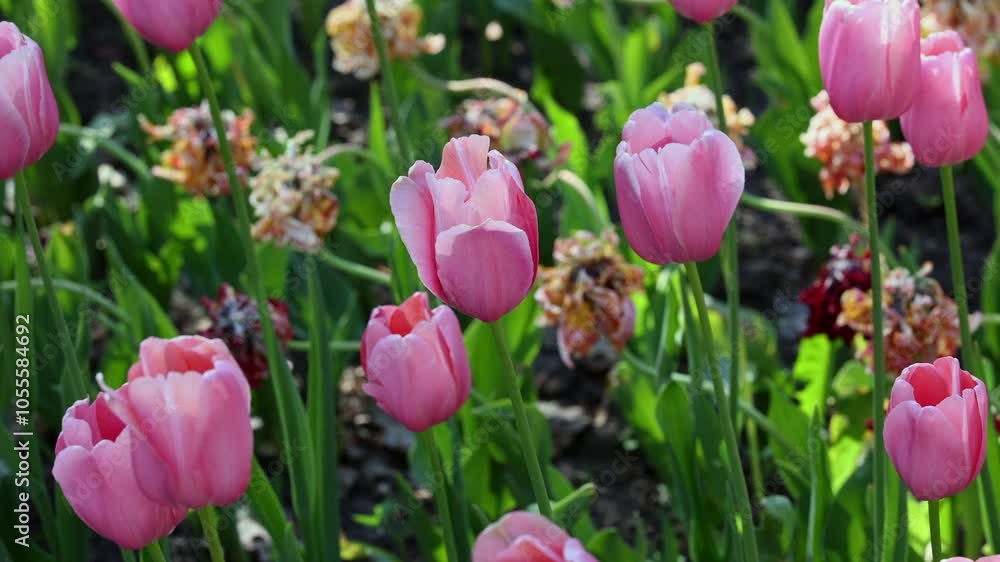 A Beautiful Display Of Pink Tulips Thriving In A Sunlit Garden, Capturing The Essence Of Spring And Nature's Elegance. A Beautiful Display Of Pink Tulips Thriving In A Sunlit Garden, Capturing The Essence Of Spring And Nature's Elegance.