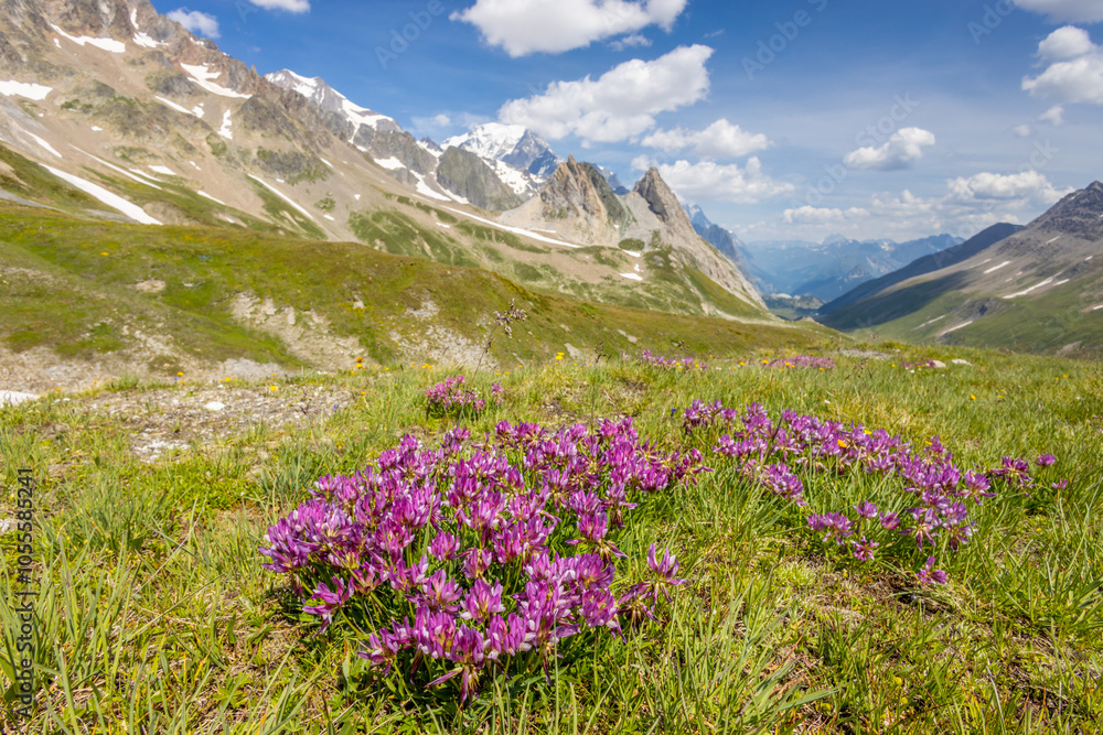 Fototapeta premium Flowers in blossom in spring and summer in the mountain valley of the Alps. Alpine meadow full of beautiful colorful blooming flowers and green grass with the mountain rocky peaks on the background