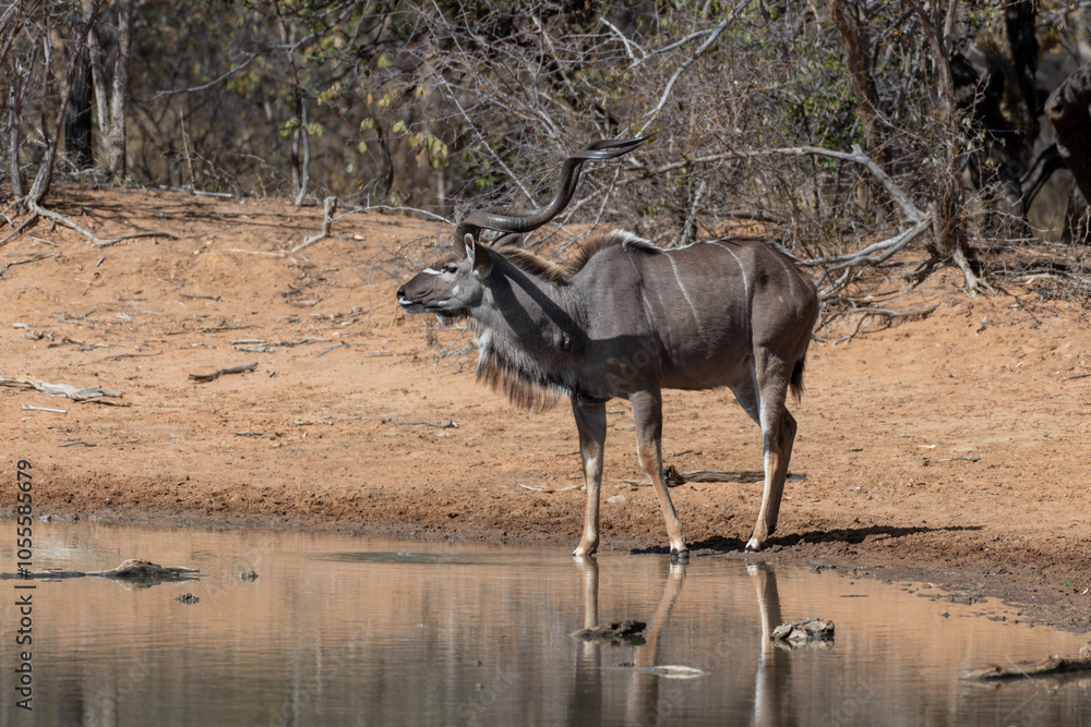 Fototapeta premium A male kudu at a watehole, Marakele National Park, South Africa