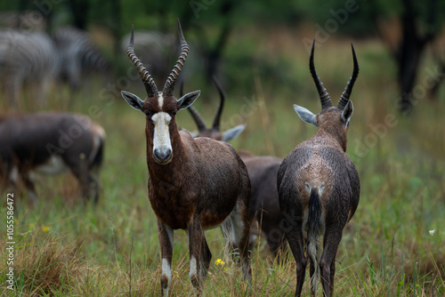 Two blesbok standing in the rain, Rietvlei Nature Reserve, South Africa