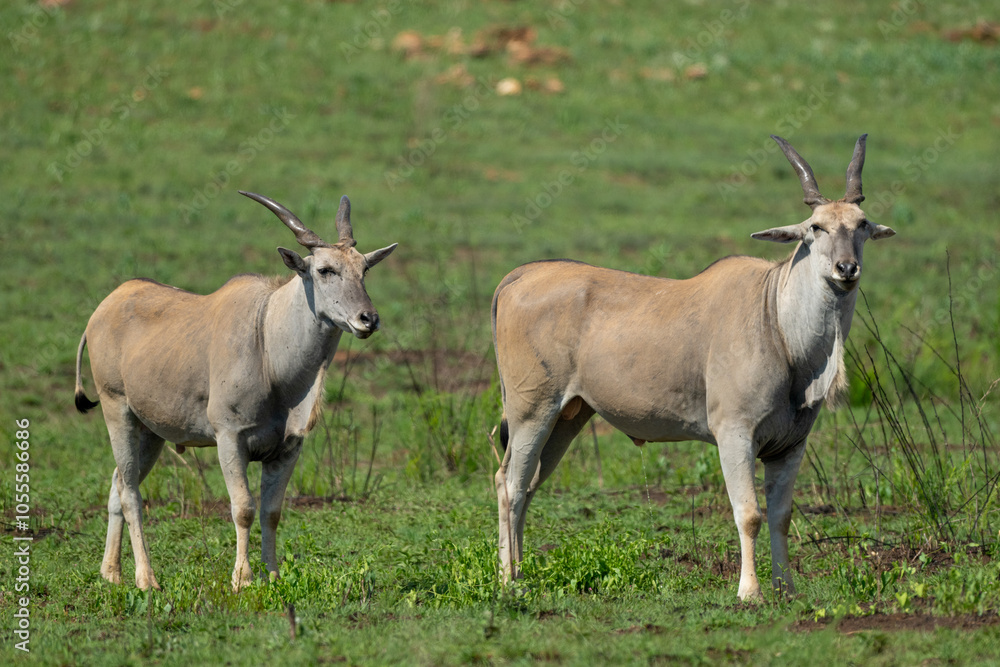 Two adult male Eland, Rietvlei Nature Reserve, South Africa Two adult male Eland, Rietvlei Nature Reserve, South Africa