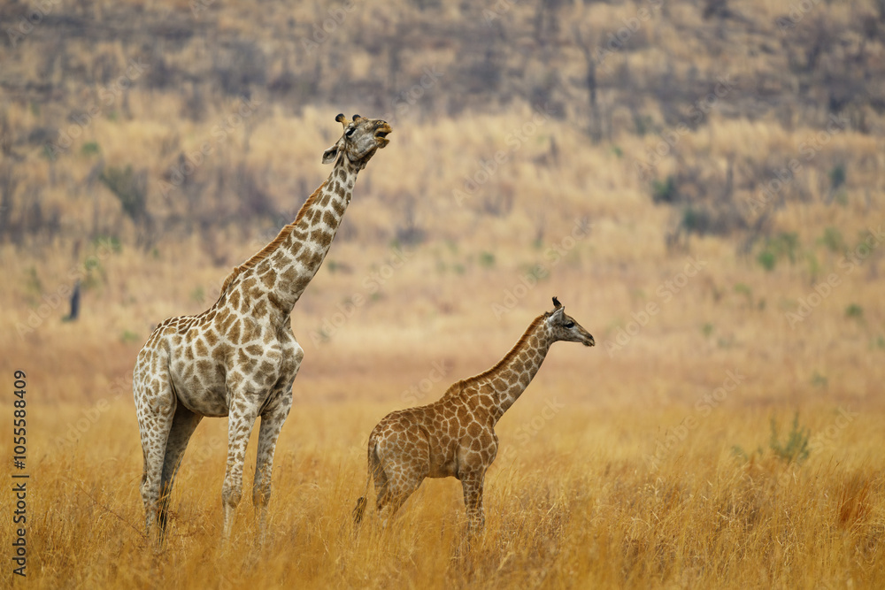Obraz premium A female giraffe and her calf in a field of yellow grass, Pilanesberg National Park, South Africa