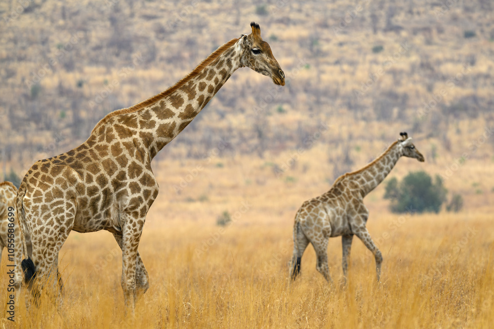 Fototapeta premium A female giraffe and her calf in a field of yellow grass, Pilanesberg National Park, South Africa