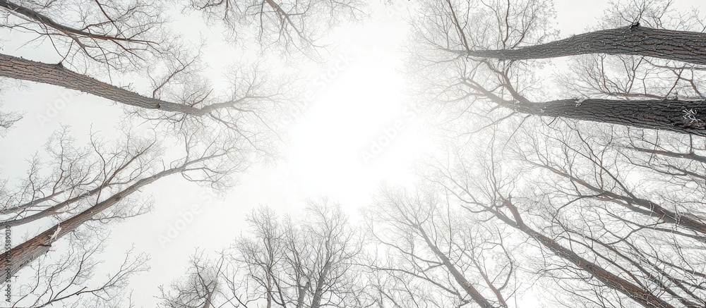 Beautiful Nature With Trees And White Sky Beautiful Nature With Trees And White Sky