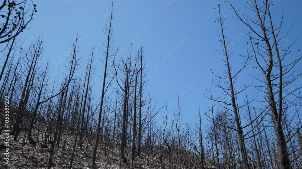 Panning view of burnt forest Panning view of burnt forest