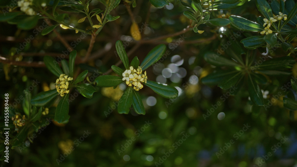 A detailed close-up of a pittosporum tobira in full bloom outdoors in puglia, italy, capturing the lush green leaves and small white flowers vividly in natural light. A detailed close-up of a pittosporum tobira in full bloom outdoors in puglia, italy, capturing the lush green leaves and small white flowers vividly in natural light.